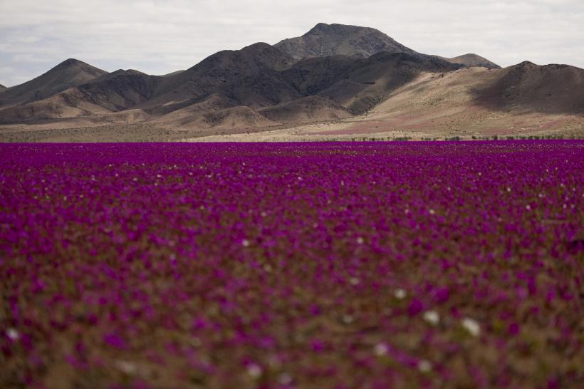 Galerie Foto - Floarea care a colorat în roz cel mai arid deșert din ...