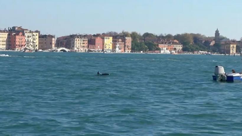 Un delfin a ajuns atracție turistică în Veneția: Mimmo s-a obișnuit să înoate până la Piața San Marco. Experții sunt, însă, îngrijorați
