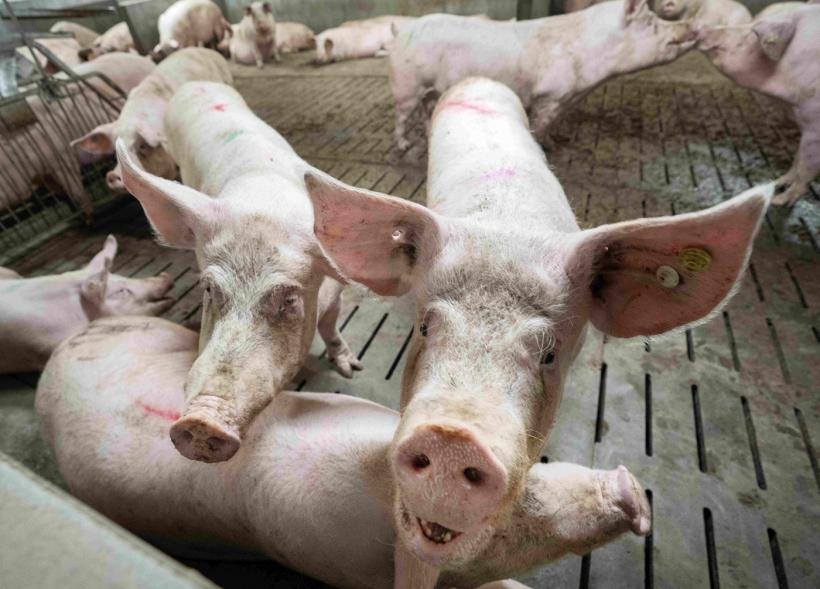 Românii îşi rezervă de pe acum porcii pentru Crăciun, de teama celor mai scumpe sărbători. Cât costă un kilogram de carne