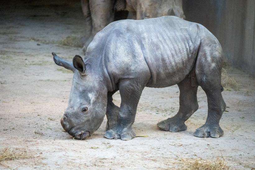 Galerie Foto - Un pui de rinocer alb s-a născut la o grădină zoologică ...