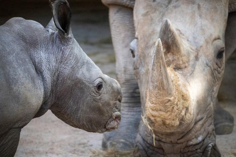 Galerie Foto - Un pui de rinocer alb s-a născut la o grădină zoologică ...