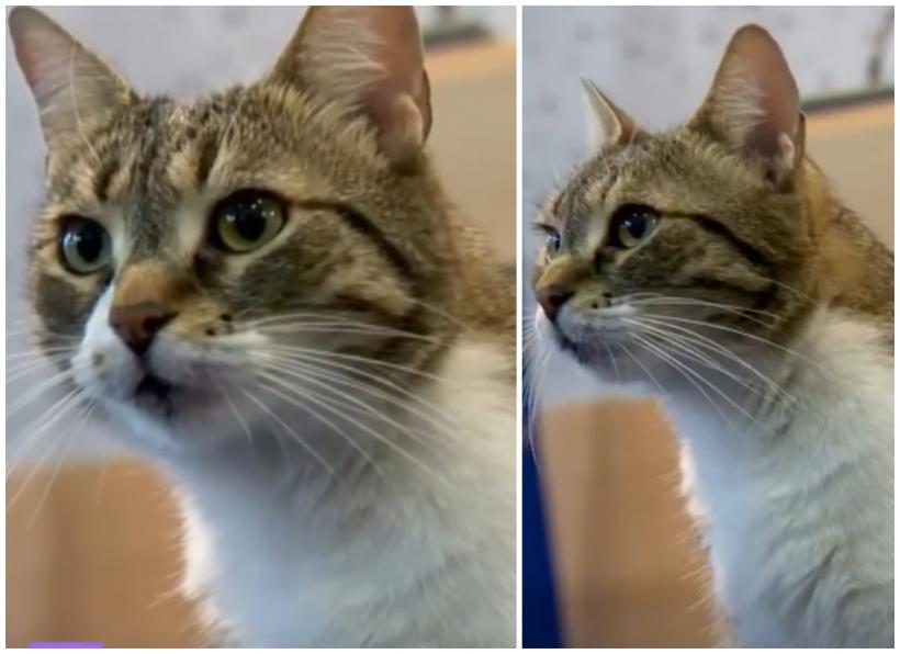 Jessy va rămâne la Primăria Sector 6. Ciprian Ciucu o lasă acolo pentru că "nu e bine pentru pisici să schimbe casa"