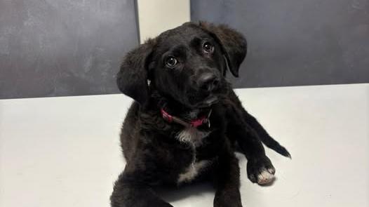 Un bărbat din București a fost condamnat la 2 ani de închisoare pentru că a bătut un cățel