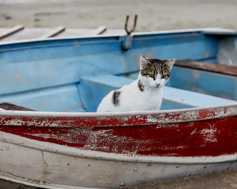 O insulă pitorească din Grecia oferă cazare și o masă gratuită pe zi celor care îngrijesc pisicile fără stăpân