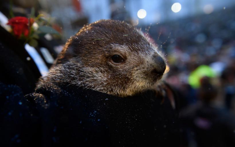 Ziua Cârtiței: Marmota Phil și-a văzut umbra. Potrivit legendei, mai urmează șase săptămâni de iarnă