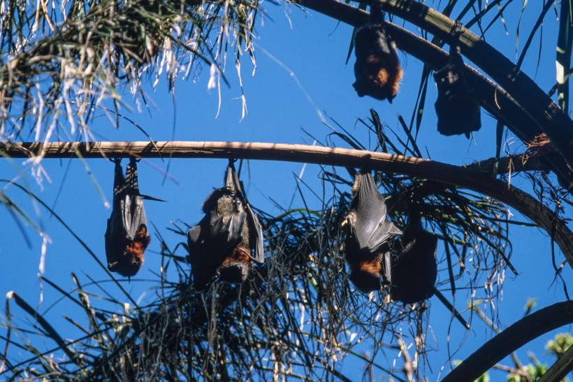 Un nou virus necunoscut, transmis de lilieci, infectează oamenii: Simptomele sunt asemănătoare cu Nipah, avertizează experții