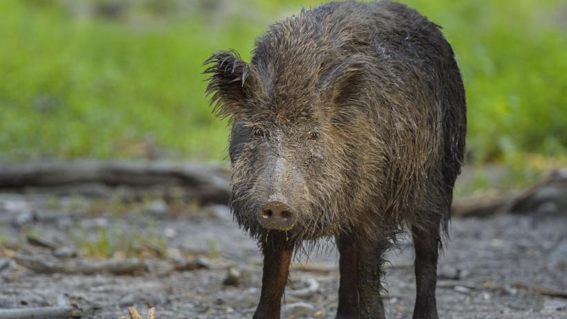 Evadare din Fukushima. Efectul neașteptat al hibridului porc-mistreț apărut în urma dezastrului nuclear