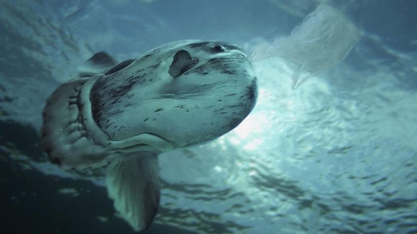 Insula care nu ar fi trebuit să existe, dar care schimbă viața din mijlocul oceanului