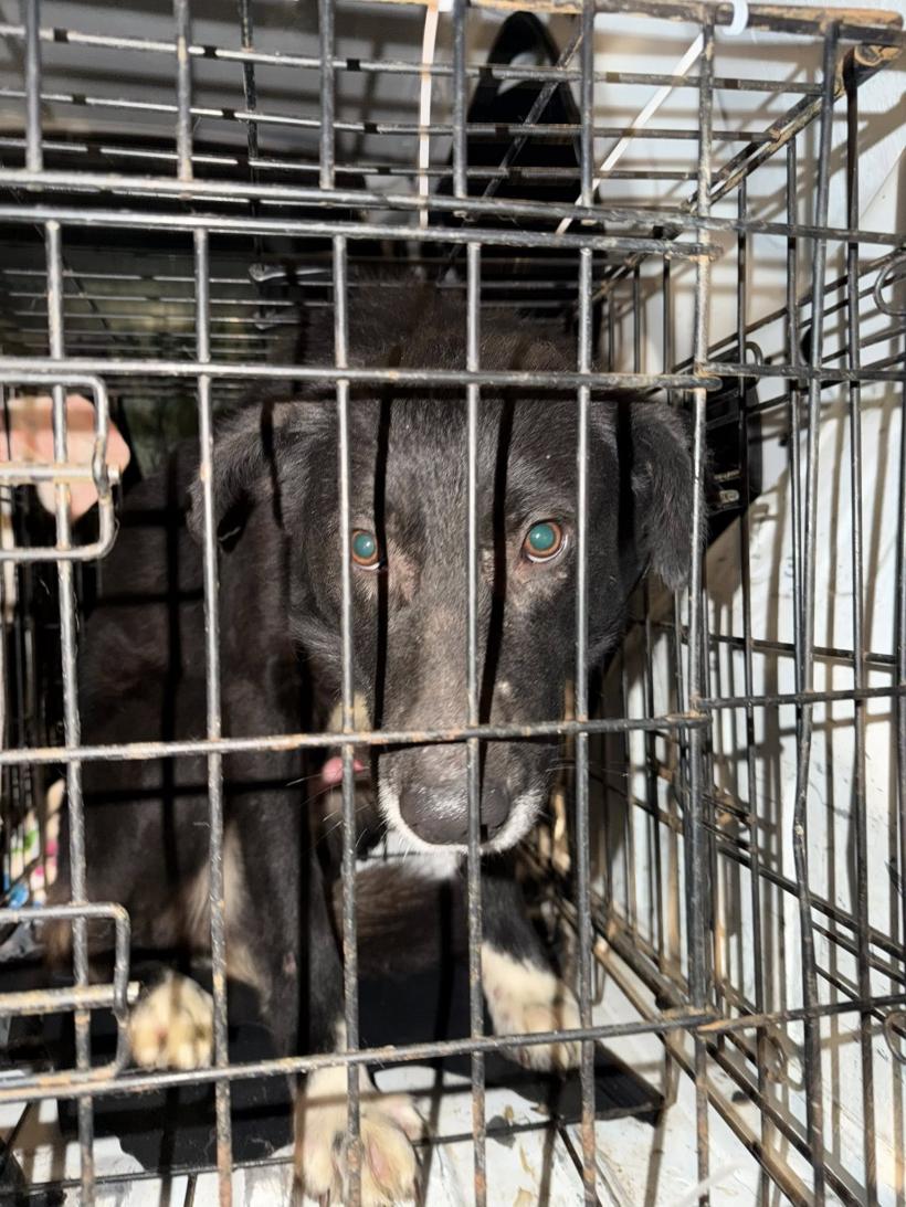 Snoop: Ororile de la Suraia, parte a unei afaceri de 9 milioane de euro, bani publici, pentru uciderea a zeci de mii de câini