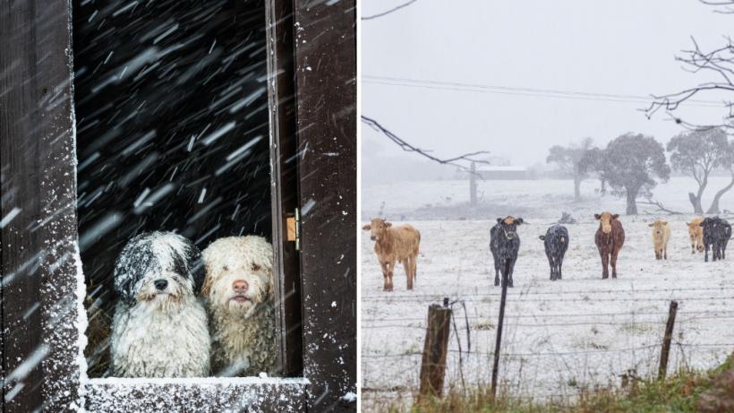 Ce trebuie să facem pentru siguranța animalelor pe timp de ninsori și viscol