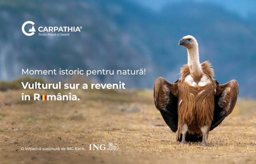 Galerie Foto - Vulturii suri revin în România după 70 de ani. Imagini ...
