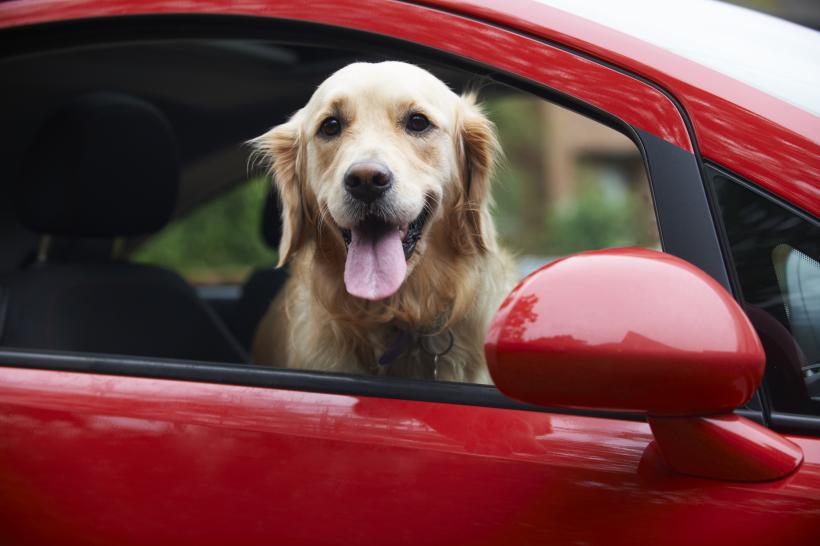 Cum trebuie transportate animalele de companie în mașină. Mulți nu știu, iar amenda poate ajunge la 4.000 de lei