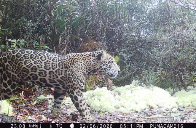 Imagine rară cu „jaguarul norilor”. A fost văzut pentru prima dată după zece ani în Honduras, la 2.200 de metri altitudine