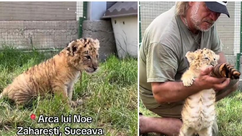 Singurul pui de ligru din România a murit in incendiul de la "Arca lui Noe". Stăpânul lui a încercat să-l salveze