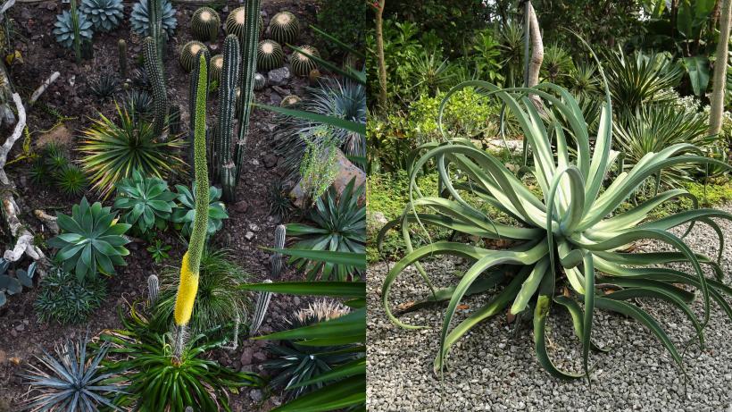 O plantă care înflorește o singură dată în viață are o floare de peste 4 metri înălțime: spectacol într-o grădină botanică din Japonia