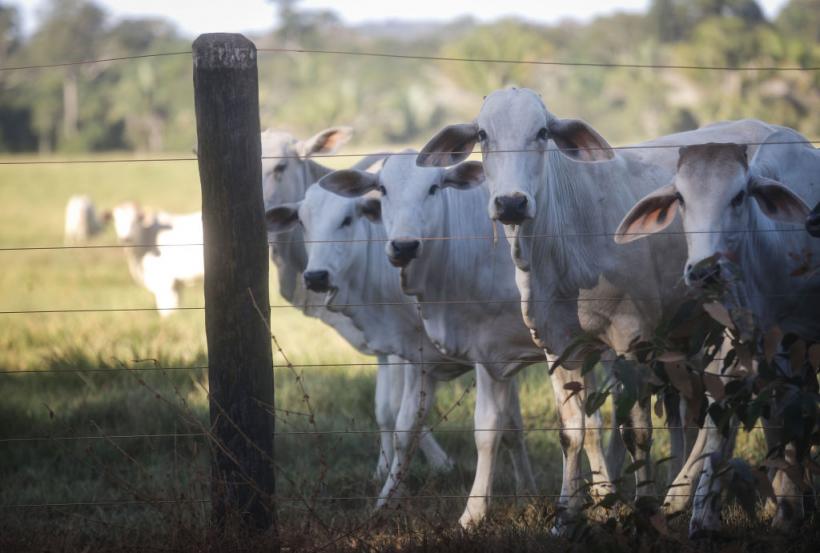 Brazilia a fost „luată prin surprindere” de interdicția UE privind importurile de carne și cere explicații