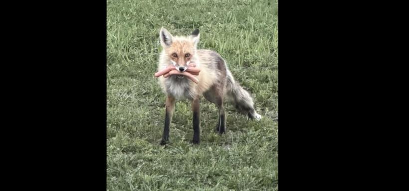 O vulpiță canadiană a fost prinsă de poliție cu gura plină de hotdogi. „Suspectul descris are păr roșcat și haină groasă”