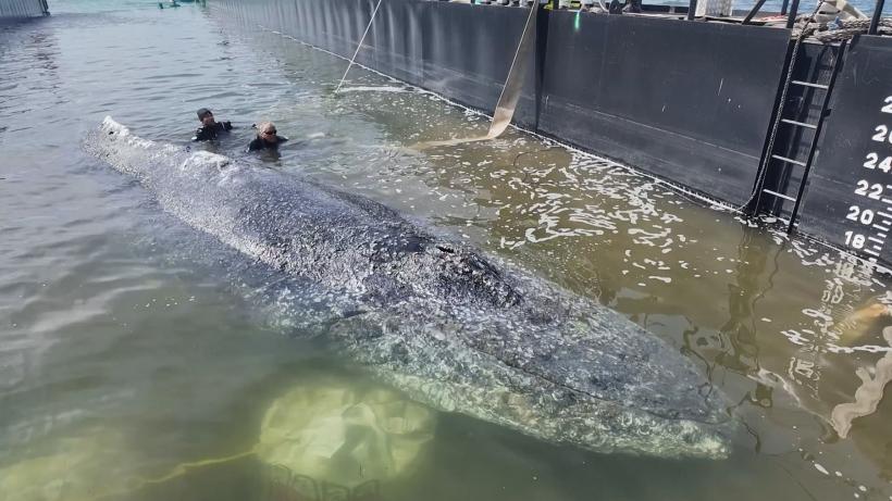 A murit Timmy. Balena salvată în urmă cu două săptămâni a fost găsită acum fără viață. Fani din toată lumea au sperat că va trăi