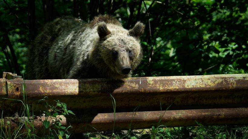 Nicușor Dan a atacat la CCR legea care dubla cota de urși care puteau fi împușcați, de la 400 la peste 800