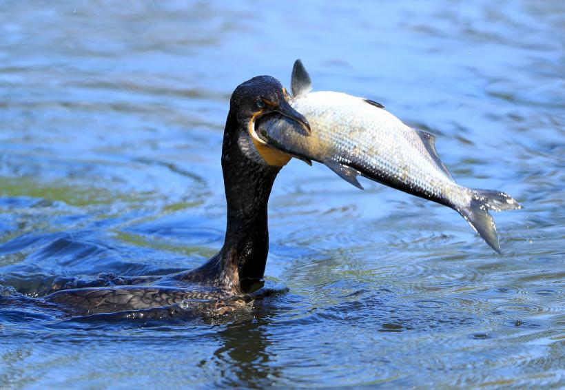 Ultimele zile ale cormoranului: 10 țări, printre care și România, cer UE împușcarea acestor păsări pe motiv că mănâncă prea mult pește