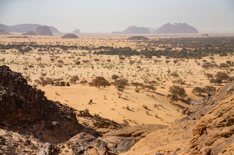 Au tot plantat copaci în Sahara și au eșuat. Apoi au eliberat 500 de țestoase, iar deșertul a înverzit, vizibil chiar și din satelit