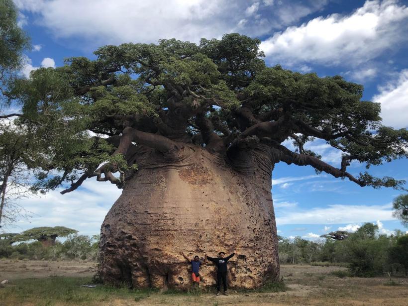 galerie-foto-cel-mai-mare-baobab-din-madagascar-este-pe-moarte-cum