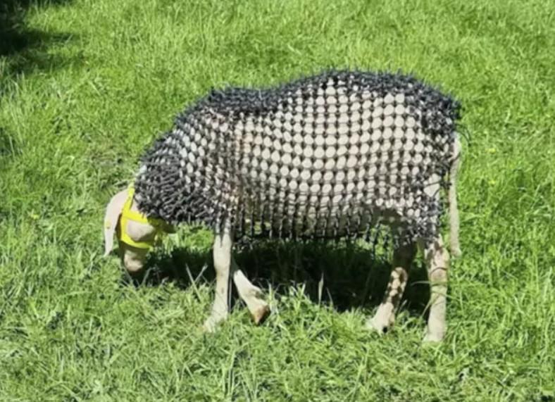 Un fermier din Austria și-a îmbrăcat oile în armură ca să le apere de lupi: „Să poată trăi liber împreună”