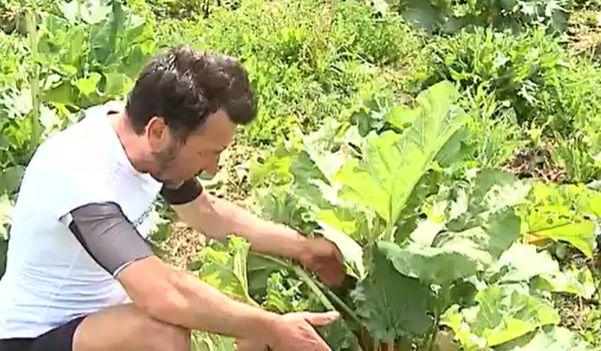Primul român care cultivă rubarbă a dat lovitura. Afacerea profitabilă de la Nadeș a pornit de la 1.200 de rizomi aduși din Germania