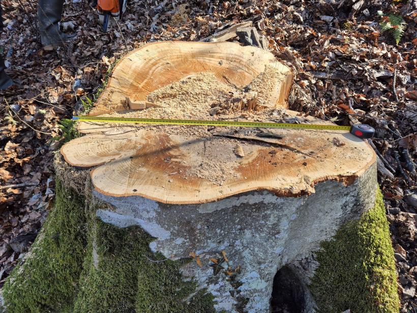 Buzoianu spune că a descoperit cum "se fură pădurile României": Au falsificat un ciocan de marcat și au însemnat arborii pentru tăiere