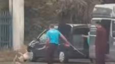 Suspiciuni grave, după ce mai mulți câini capturați au fost duși într-o pădure. Liderul PUSL Slatina cere verificări urgente