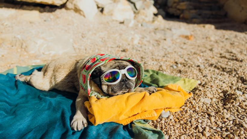 Dacă ai animale de companie și vrei să pleci în vacanță te poate ajuta pet sitting-ul. Ce este și cum funcționează