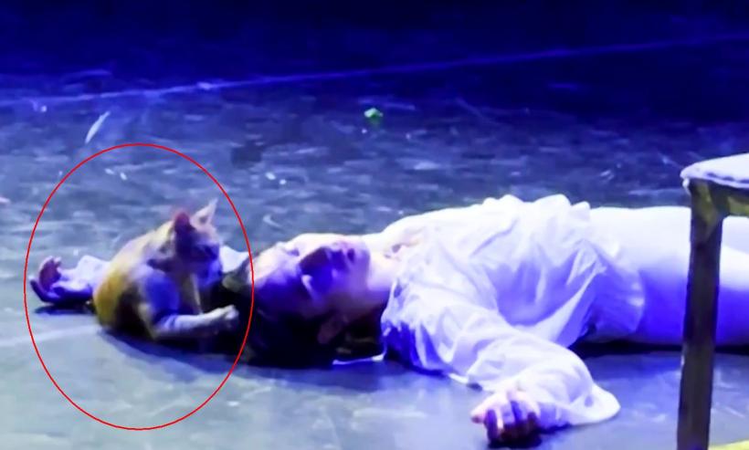 O pisică s-a urcat pe scenă în ultimul act din spectacolul de balet Romeo și Julieta. Ce a urmat a fost incredibil