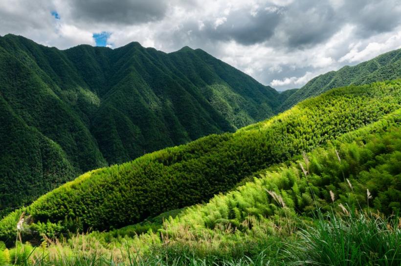 China a plantat 66 de miliarde de copaci în „Marele Zid Verde”. Aceștia par să crească mult mai repede decât cei din pădurile naturale