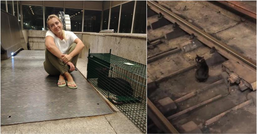 Pisicul de la metroul Titan a fost salvat după patru ani printre șine. Acum îl cheamă Mișu și are deja un stăpân care îl așteaptă