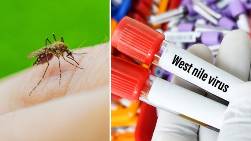 Alertă în Europa: 21 de cazuri de infecţie cu West Nile în Grecia, pe măsură ce virusul se răspândește pe continent