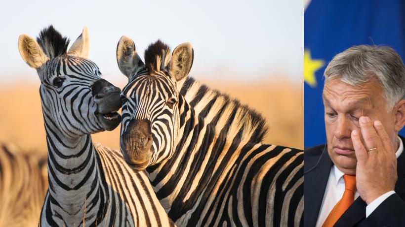 Guvernul Ungariei a deschis o anchetă pentru a afla ce s-a întâmplat cu zebrele care se plimbau pe lângă vila tatălui lui Orban