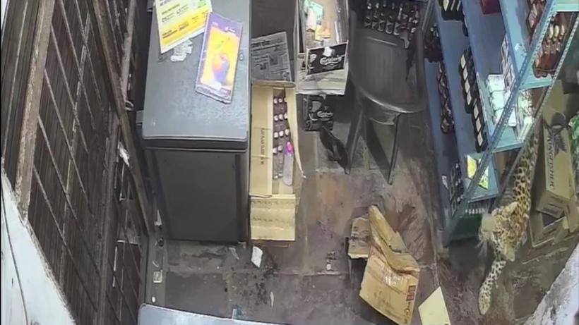 Momentul în care un leopard intră într-un magazin de băuturi alcoolice și atacă vânzătorul. Cinci ore a durat capturarea lui