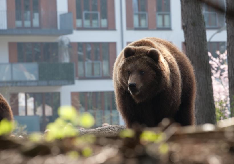 Sibienii au fost treziți de RO-Alert la 04:55: Un urs s-a plimbat prin centrul orașului și a ajuns în curtea unui liceu