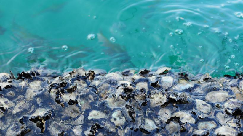 În 2007, SUA au aruncat 500.000 de tone de cochilii de stridii în ocean: În două decenii, ele au creat un recif cu mii de specii marine