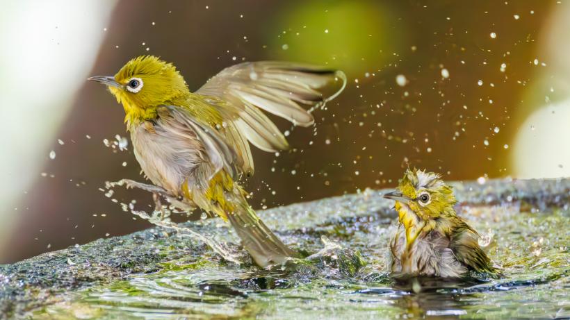 În 1929, Hawaii a adus păsări japoneze cu ochi albi pentru a scăpa de insecte. Dar succesul lor a creat o nouă problemă ecologică