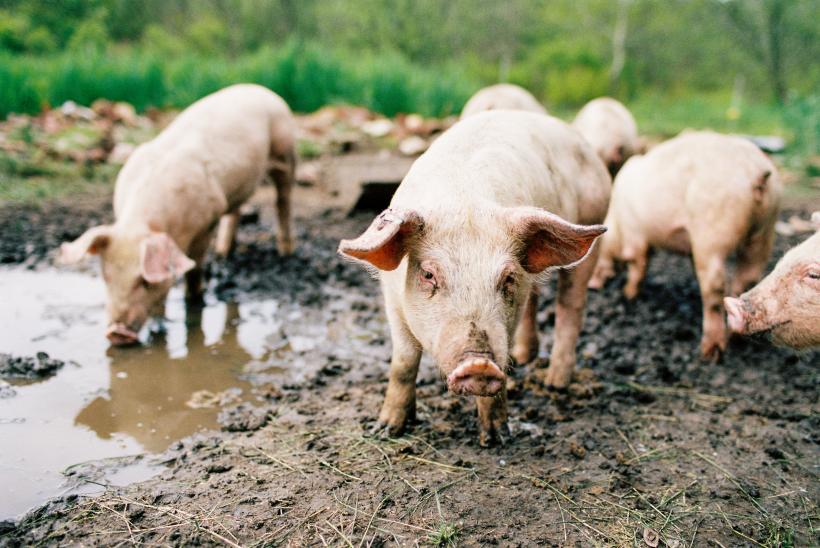 Camera Deputaților a adoptat noi măsuri pentru combaterea pestei porcine africane. Ajutoare pentru crescătorii de porci și bovine