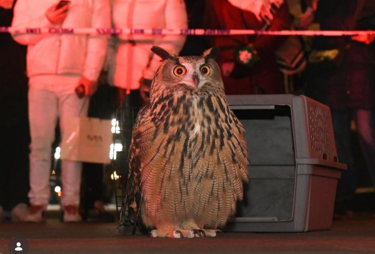 „E ca într-un basm”. Documentarul despre povestea neobișnuită a bufniței Flaco, care a evadat de la grădina zoologică