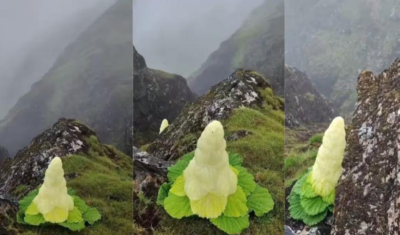 Este mai înaltă decât un om și înflorește o dată în viață. Cea mai ciudată și mai rară floare himalayană care sfidează natura