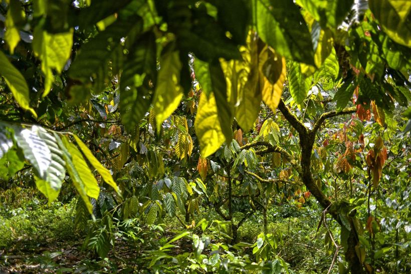 Ţara în care cultivatorii de cacao riscă până la 20 de ani de închisoare dacă îşi lucrează terenul agricol în alte scopuri