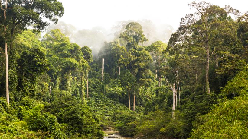 Arborii uriași din Borneo sfidează gravitația: O descoperire nouă răstoarnă teoria despre cei mai înalți copaci cu flori din lume