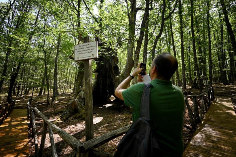 Locuitorii unui oraș din Spania au luptat cu flăcările pentru a salva un castan vechi de peste 500 de ani, căruia toți îi zic "Bunicul"