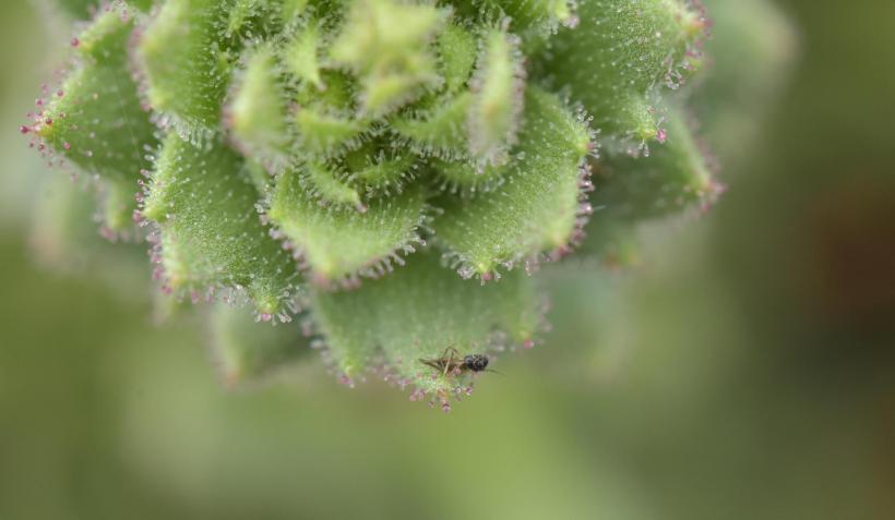 O nouă plantă carnivoră a fost descoperită, confirmând o ipoteză lansată de Charles Darwin în 1875