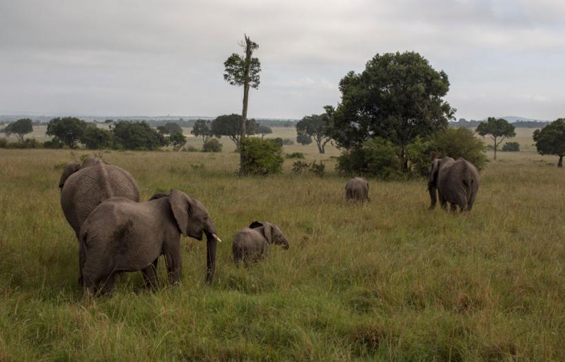 Misterioasa moarte a 15 elefanți în Kenya și nimeni nu știe clar ce s-a întâmplat. Otrăvirea cu pesticide e principala ipoteză