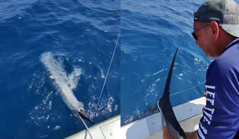 Trei frați au ieșit pe mare cu barca și au prins un ton roșu de 2,6 metri și 230 kg. Ar putea primi 20.000 de euro pe el