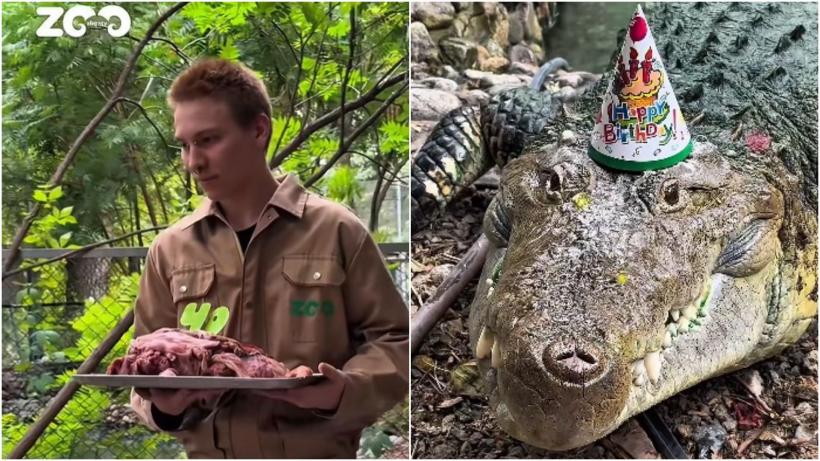 Un crocodil a primit un tort din carne de vită de ziua lui. Fidel a împlinit 40 de ani și este la un zoo din Kazahstan